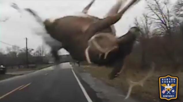 Cop Car Hits Deer And Deer Recovers Like A Champ